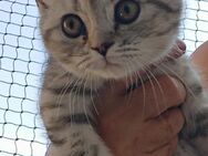 BKH kitten - Schwäbisch Gmünd Zentrum