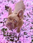 Französische Bulldogge in Isabella 💕 in 45549