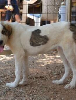 Charline - Hundekind mit 2 Herzen - Mettmann