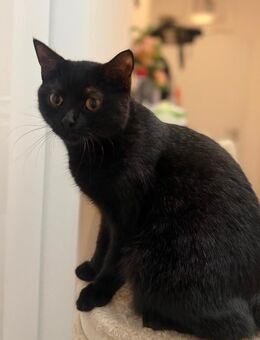 Schwarzer BKH-Kater sucht Zuhause - Hamburg