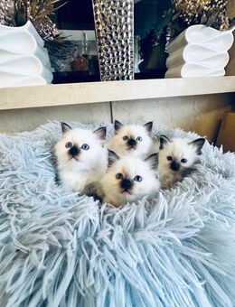 Heilige Birma Kitten Birmakitten Kätzchen Katzenbabys Babykatzen Katze Kater - Worms