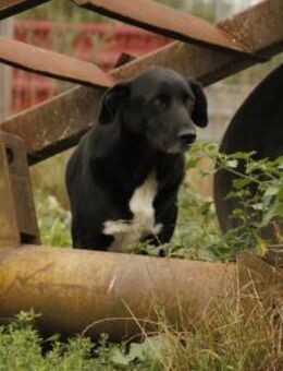Mojo sucht ein emphatisches Zuhause - München