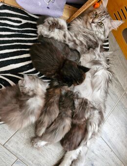 Reinrassige Maine Coon Kitten - Breitungen (Werra)