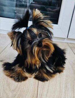 Yorkshire terrier - Höpfingen