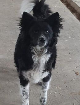 Codito 50 cm - Alpenrod