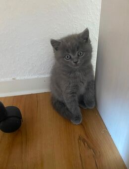 Bkh kitten 🥰🥰🥰🥰🥰 - Warendorf