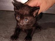 Peca - Zuckersüße Jungkatze - Bad Camberg