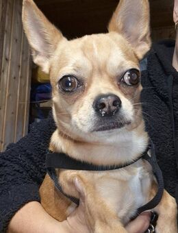 🐾 Teddy kleiner Chihuahua-Junge - Kassel