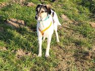 Hübsche Bella sucht ein Zuhause bei tierlieben Menschen - Voerde (Niederrhein) Zentrum