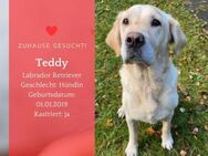 Teddy sucht seine Menschen - Lippetal