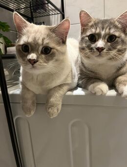 🐾 Zwei liebevolle Kater (9 Monate) – BKH x Maine Coon Mix 🐾 - Gelsenkirchen