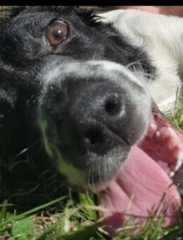 Gaby, a.d.Tierschutz, sucht Happy-Home - Krauschwitz