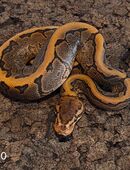 Super Pastel Highway, Pinstripe Gravel/yb in 58332