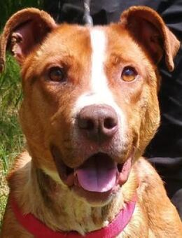 JULIEN sucht Familienanschluss - Gefrees