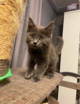 Maine Coon, Kartäuser Mix Kitten suchen neu zu Hause - Norken
