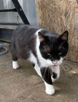 Junger Kater Felix sucht das Glück 🍀 - Stelle