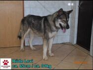 Levi Husky Mischling Rüde sucht Heim - Margetshöchheim