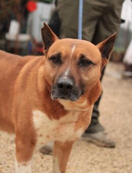 DINGO-VA, Hund im besten Alter! - Neustadt (Rübenberge)