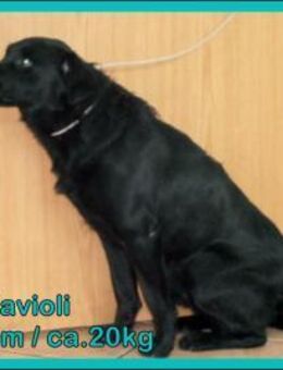 Retriever Mischling Ravioli sucht... - Margetshöchheim
