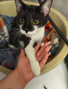 Süße Kitten suchen ein liebevolles Zuhause - Lügde (Stadt der Osterräder) Zentrum