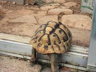 Griechische Landschildkröten und Breitrandschildkröten - Zeulenroda-Triebes