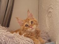 Maine Coon Bub - Allensbach