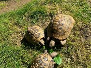 3 schöne, ausgewachsene griechische Landschildkröten für die Zucht abzugeben - Wackersdorf