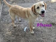 Athenea 2 Chance ins Glück 8/24 ESP - Ruppertsecken