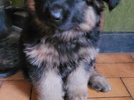 Schäferhund Welpen lange Haare - Scheibenhardt