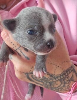 Mini Pfoten auf großer Mission - Unsere Chihuahua Welpen sind da - Großengottern
