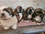 Shih Tzu Welpen - Strasburg (Uckermark)