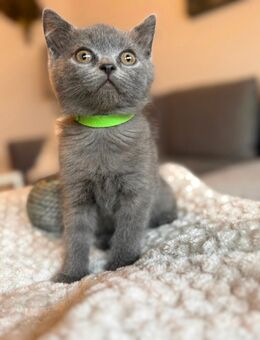 BKH Kater - Elsdorf (Nordrhein-Westfalen)