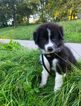 Australian Shepherd Welpen Black-Bi, Braun - Backnang