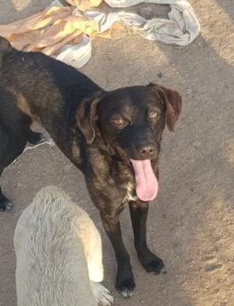 Quintino-freundlich und lieb - Haan