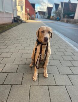 Deckrüde Labrador (KEIN Verkauf!) - Langfurth
