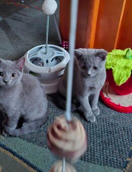 ❤️ Süße Katzenbaby sucht liebevolles Zuhause ❤️ - Siegbach