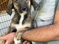 Arwen sucht ein Kuschelkörbchen - Bissingen