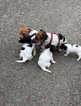 Jack Russel Terrier Mix - Oberkochen Zentrum