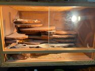 Leopardgecko +Terrarium 80x50x50 - Hamburg Harburg