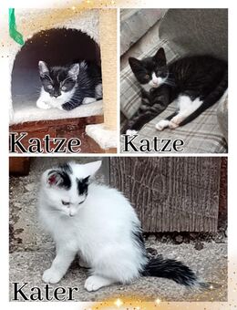 Katzenbabys - Weinbergen