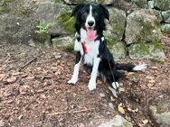 Border Collie Rudi - Hähnichen