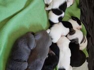 Französische Bulldogge Mix Welpe - Klötze