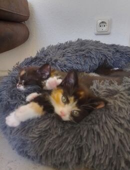 Katzenbabys - Essen Zentrum