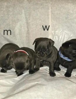 Noch 2 süße Retro Mops Welpen frisch geimpft, gechipt mit EU Pass direkt abgabebereit - Goldebek