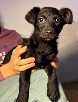 Peppa 💗 so verspielt + katzenverträgl. - Hamburg