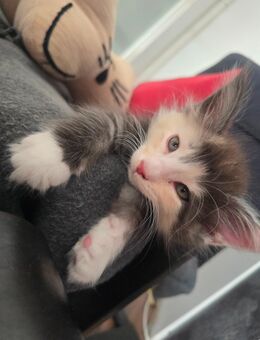 Maine coon Kitten - Pirmasens Zentrum