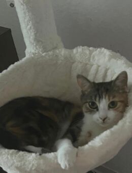 1 Hauskatzedringliche Vermittlung - Eisleben (Lutherstadt)