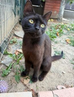 Baghera sucht ein Zuhause - Celle