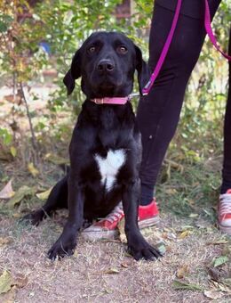 Hebron - Lieber Kerl möchte ankommen! - Köln