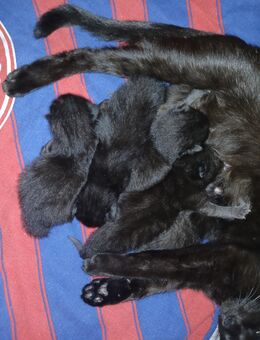 5 xxl maine coon mix kitten - Bad Kissingen